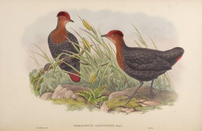 Crimson-headed Partridge by John Gould